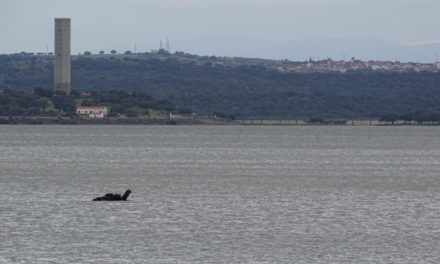 El monstruo que habita el Embalse de Portaje-Torrejoncillo