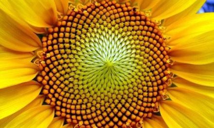 Fibonacci y sus conejos