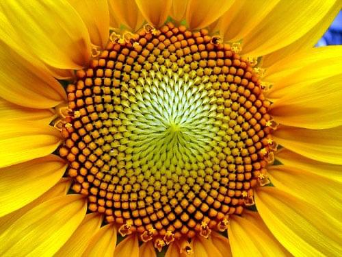 Fibonacci y sus conejos