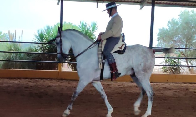 Subcampeón de Extremadura de Doma Vaquera de Categoría Intermedia