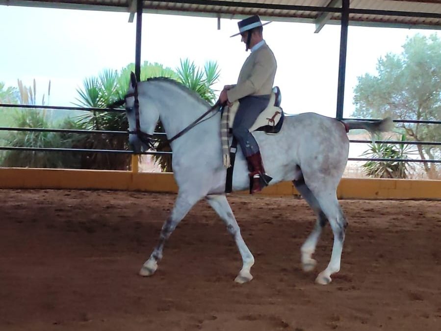 Subcampeón de Extremadura de Doma Vaquera de Categoría Intermedia