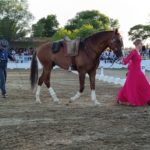 Tres días de Feria Ecuestre en Torrejoncillo (Contiene Galería)