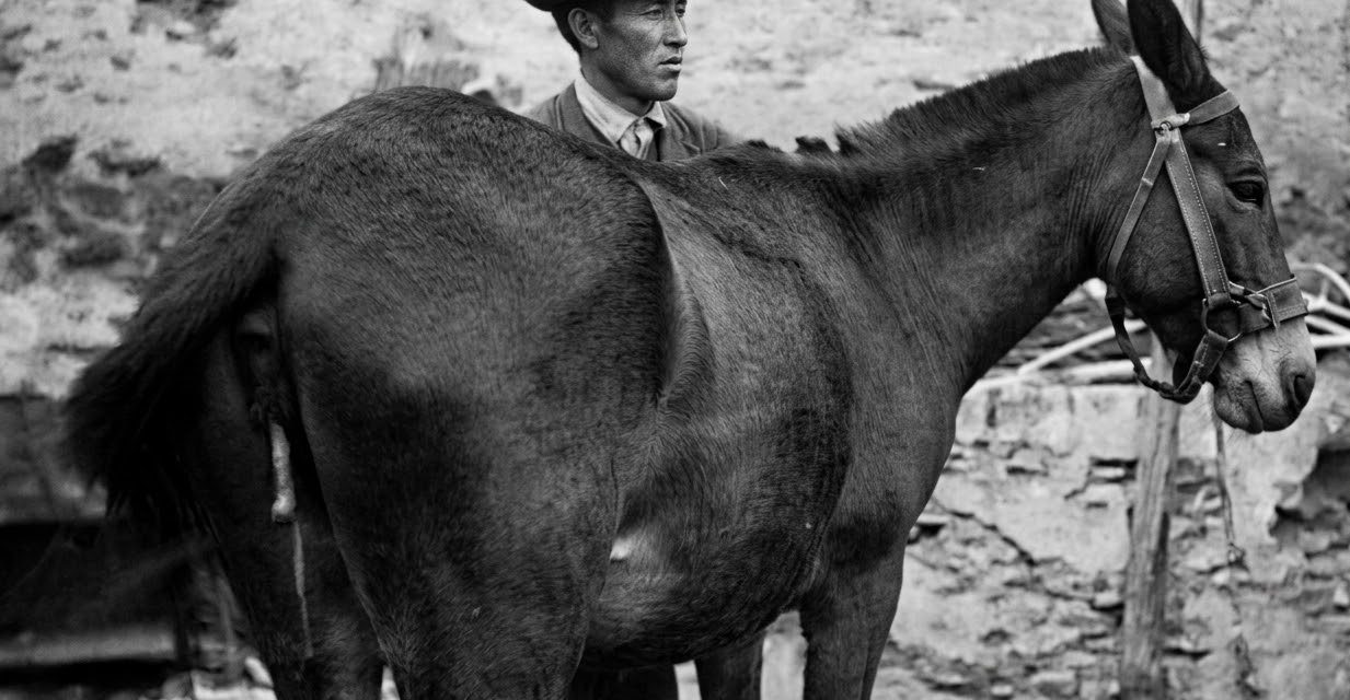 Gestación en híbridos equinos. Un curioso caso documentado en Torrejoncillo
