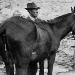 Gestación en híbridos equinos. Un curioso caso documentado en Torrejoncillo