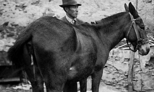 Gestación en híbridos equinos. Un curioso caso documentado en Torrejoncillo