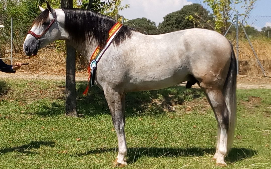 El Salón del Caballo, ya por su XX edición, vuelve a ser un éxito