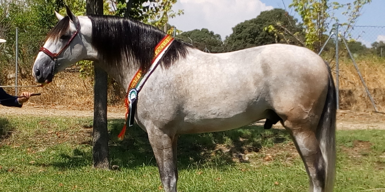 El Salón del Caballo, ya por su XX edición, vuelve a ser un éxito