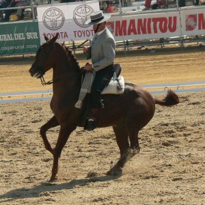 Una veintena de caballos compiten en Portaje en el Nacional B de Doma Vaquera