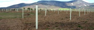 Agricultura destinará 642.237,12 euros a obras de regeneración de arbolado en montes de la provincia de Cáceres