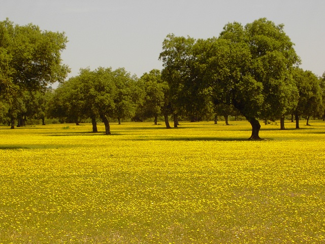 Adesval prepara la novena edición de «Primavera en la Dehesa»